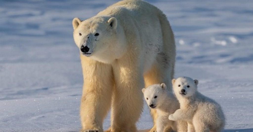 ABC News is rolling out fearmongering polar bear ‘science’
