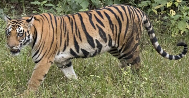 Thailand’s tiger population more than triples