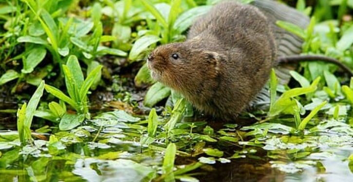 Water voles rebound in England