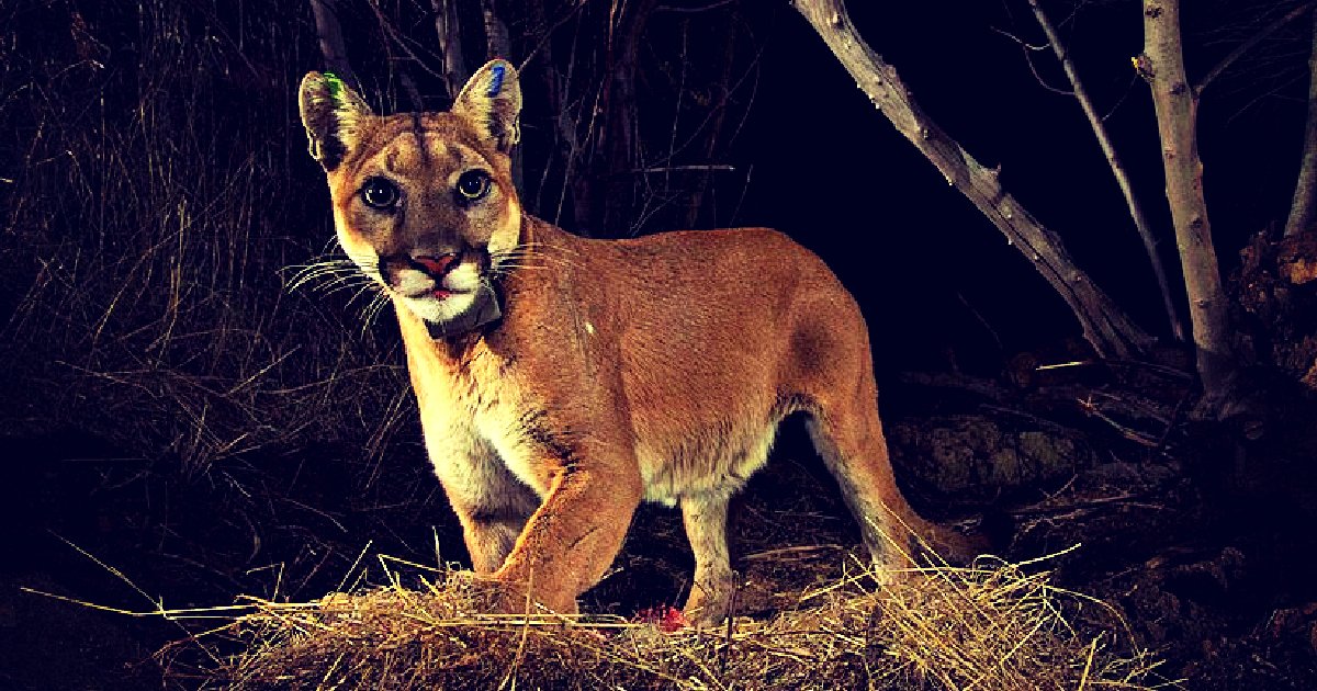 A close-up of a puma standing in a dark forest environment, showcasing its alert expression and natural fur coloration.