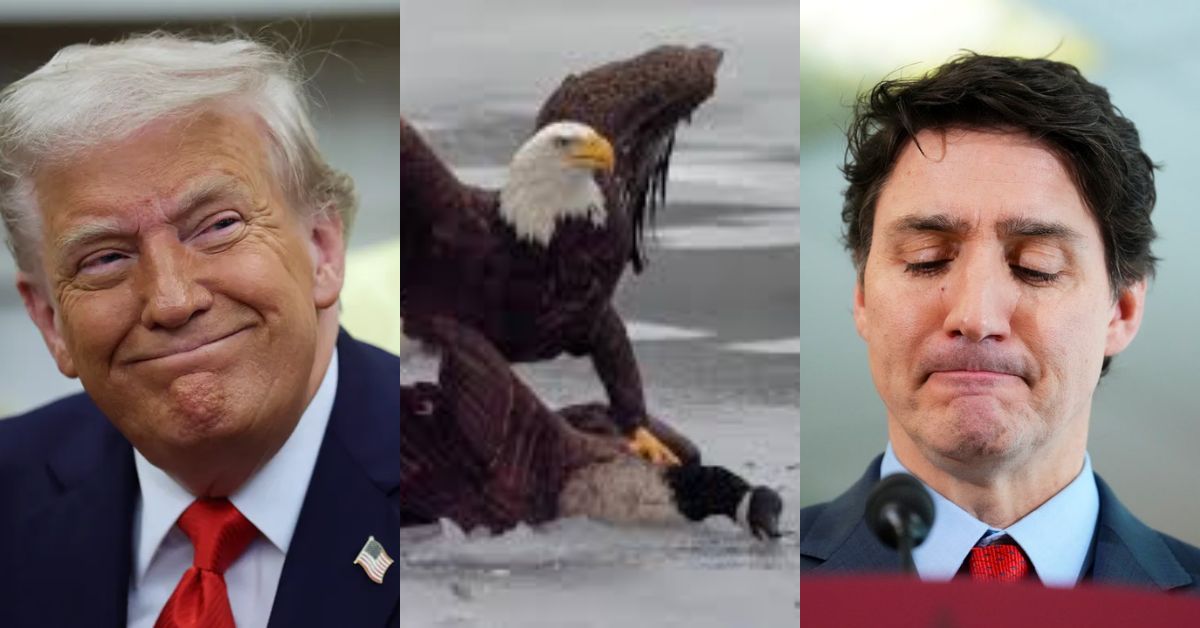 Image depicting Donald Trump smiling, an eagle hunting, and Justin Trudeau looking pensive, representing contrasting emotions in political leadership and nature.