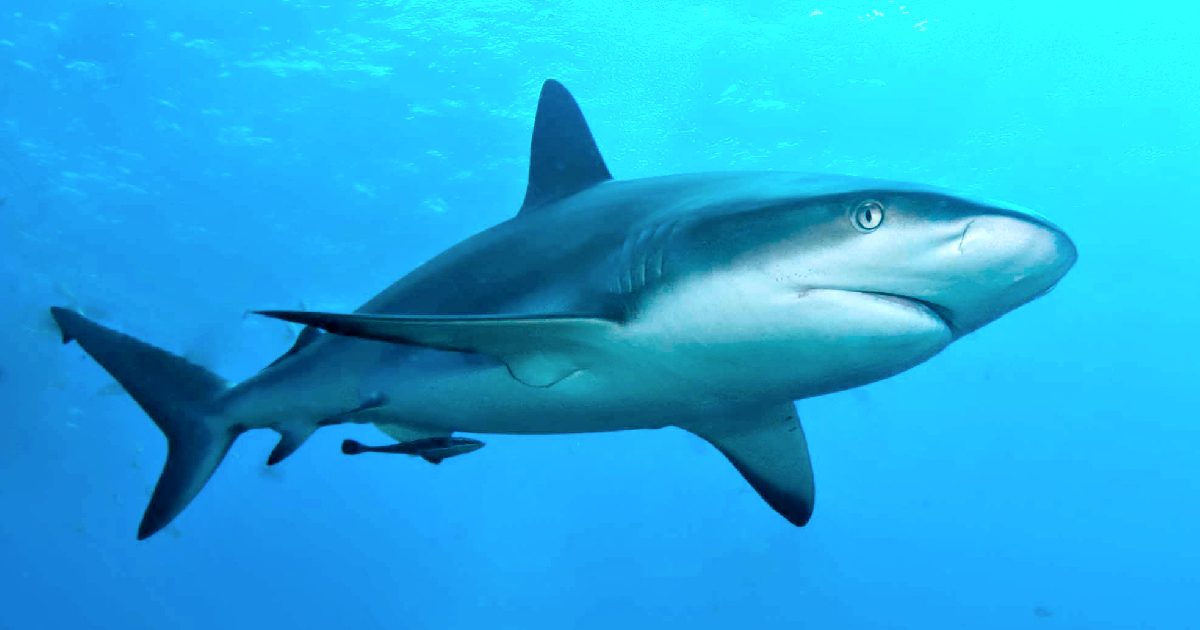 A graceful shark swims through clear blue waters, showcasing its streamlined body and keen eyes in a vibrant marine environment.