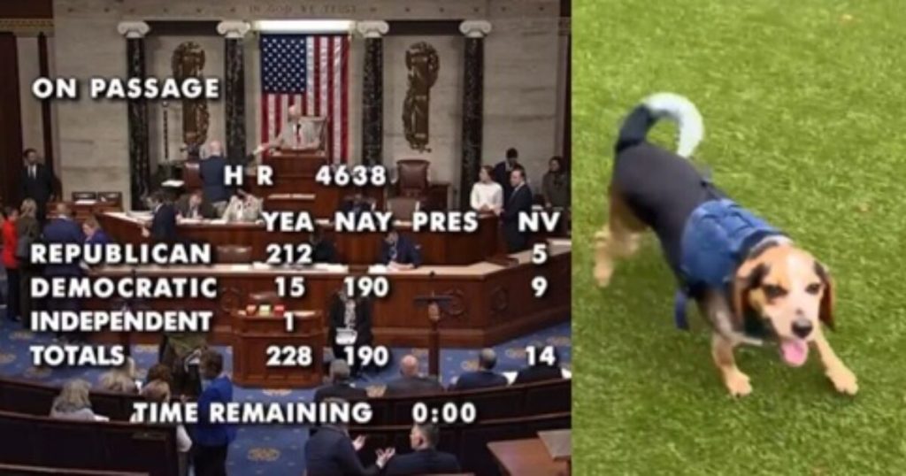 Democrats officially become the ‘party of PUNCHING PUPPIES’