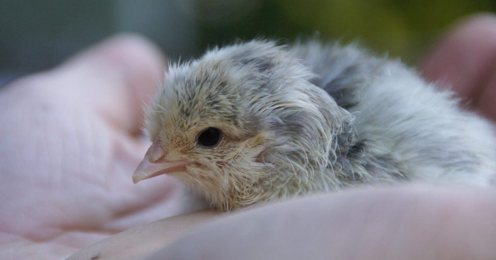 Re-Engineering Nature: Biotech Firm Plays God with Artificial Egg Breakthrough