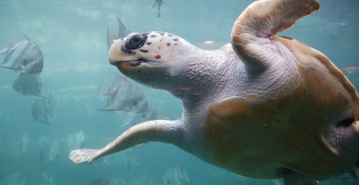 Loggerhead sea turtle nests roughly double in a single year in Florida