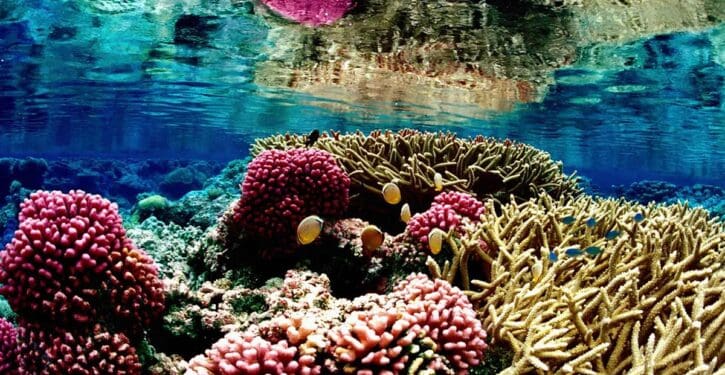 Thriving deep-sea coral reef discovered off Argentina