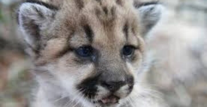 Cougar kittens born in Minnesota