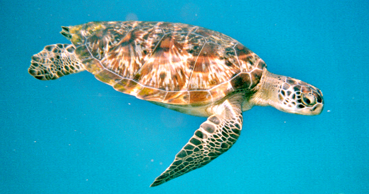 Sea turtle swimming gracefully in clear blue water, showcasing its unique shell patterns and flippers.