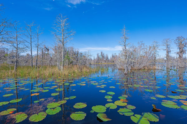 Save Florida’s Okefenokee Swamp from the UN: They’re Trying to Take It Over