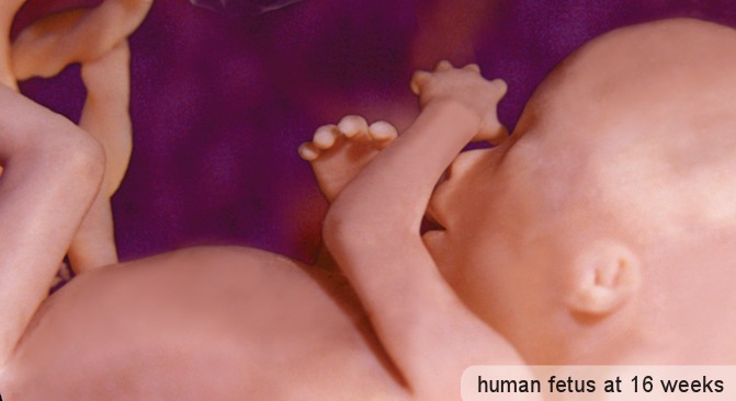 Alabama Joins National Coalition Fighting Against Mail-Order Abortions