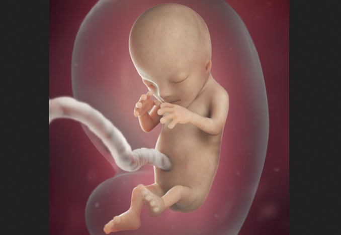 South Carolina Abortions Drop 16% as Heartbeat Law Saves More Babies