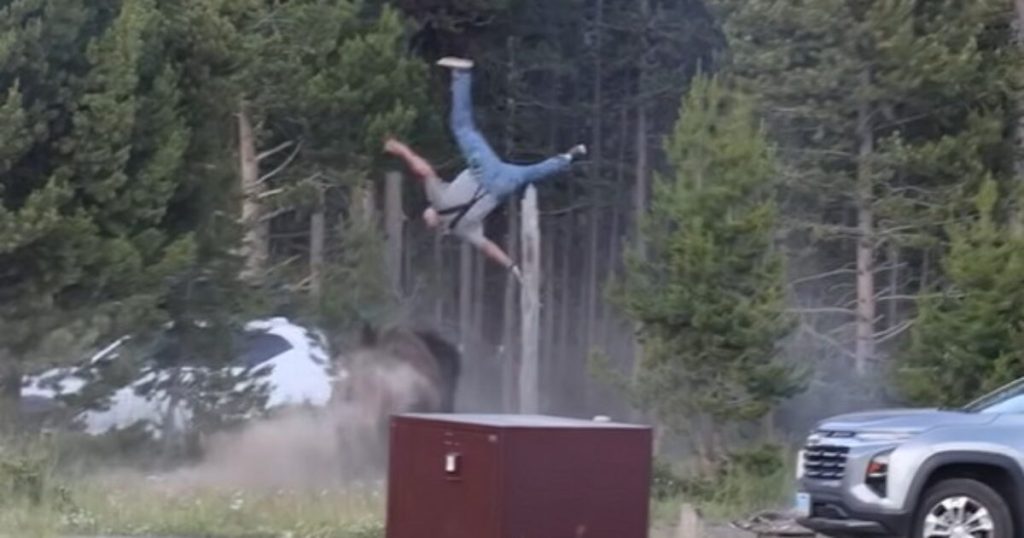 YIKES! Bison at Yellowstone National Park Sends Man Flying Through the Air With Headbutt (VIDEO)