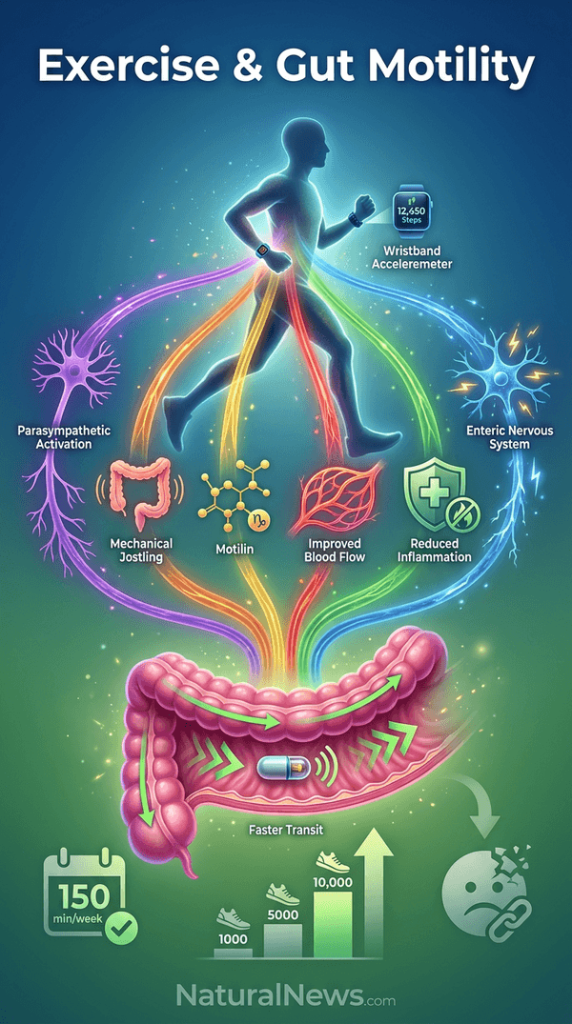 Study: Physical Activity Linked to Changes in Gut Motility, Improved Bowel Habits