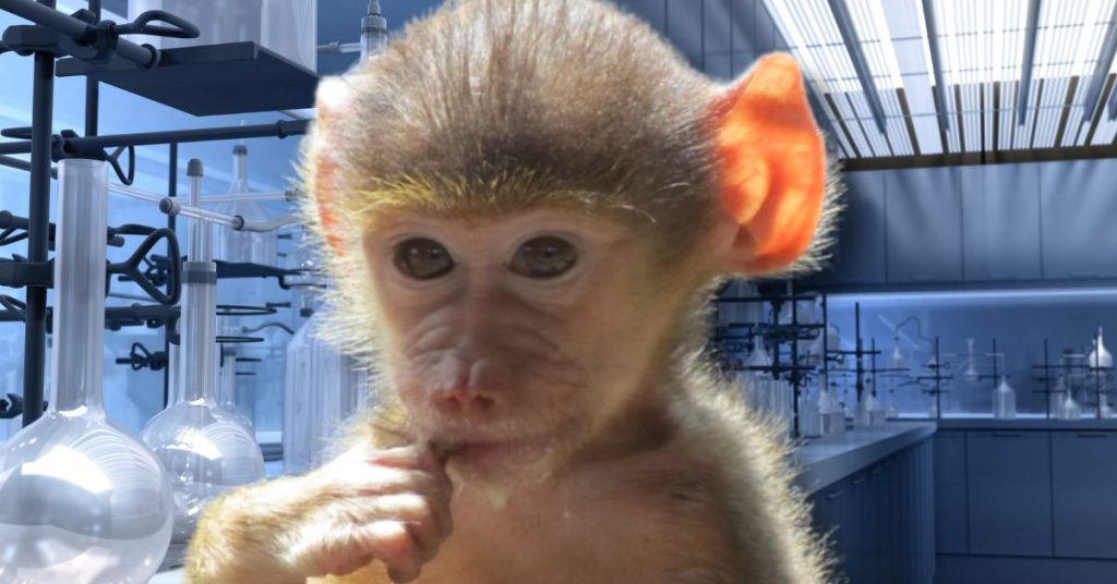 FDA Using Taxpayer Dollars to Buy Young Baboons for Infection Experiments in Maryland