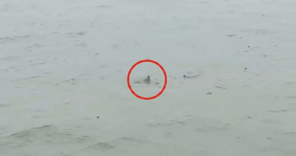 Possible Shark Spotted in Flooded New Jersey Streets as Nor’easter Batters State (VIDEO)
