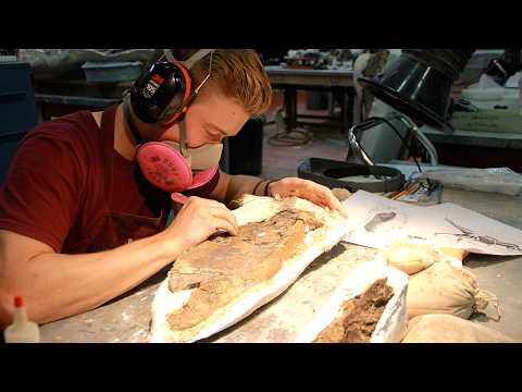 A baby tyrannosaur possibly cannibalized its dead relative