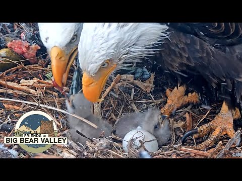 Meteor spotted flying over bald eagle nest